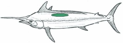 Billfish_tag_location